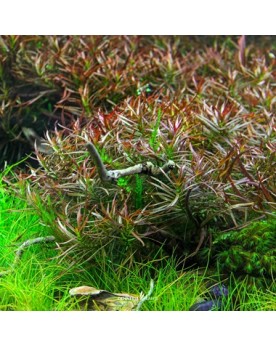 Ludwigia Arcuata  - Plant It!